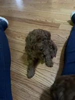 Bluey, a male Cavapoo for sale in Lake Orion, MI – Photo 1 of 4