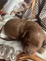 Pinky, a female Cavapoo for sale in Lake Orion, MI – Photo 6 of 10