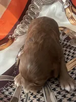 Pinky, a female Cavapoo for sale in Lake Orion, MI – Photo 9 of 10