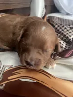 Pinky, a female Cavapoo for sale in Lake Orion, MI – Photo 1 of 10