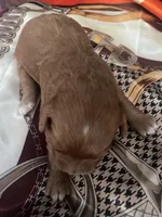 Pinky, a female Cavapoo for sale in Lake Orion, MI – Photo 10 of 10