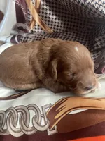 Pinky, a female Cavapoo for sale in Lake Orion, MI – Photo 3 of 10