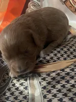 Pinky, a female Cavapoo for sale in Lake Orion, MI – Photo 4 of 10