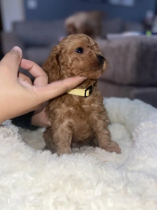 Yellow – Cavapoo puppy for sale in Lake Orion, MI