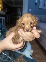 Yellow, a female Cavapoo for sale in Lake Orion, MI – Photo 3 of 5