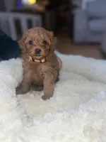 Orangie, a female Cavapoo for sale in Lake Orion, MI – Photo 6 of 6