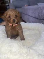 Orangie, a female Cavapoo for sale in Lake Orion, MI – Photo 1 of 6