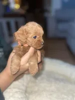 Orangie, a female Cavapoo for sale in Lake Orion, MI – Photo 5 of 6