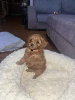 Orangie, a female Cavapoo for sale in Lake Orion, MI – Photo 2 of 6