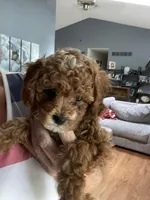 Reed, a male Cavapoo for sale in Lake Orion, MI – Photo 5 of 7