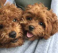 Reed, a male Cavapoo for sale in Lake Orion, MI – Photo 2 of 7