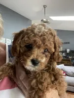Reed, a male Cavapoo for sale in Lake Orion, MI – Photo 4 of 7