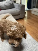 Reed, a male Cavapoo for sale in Lake Orion, MI – Photo 6 of 7