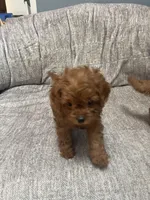 Reed, a male Cavapoo for sale in Lake Orion, MI – Photo 7 of 7