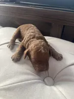 Rose, a female Cavapoo for sale in Lake Orion, MI – Photo 1 of 9