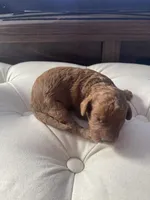 Rose, a female Cavapoo for sale in Lake Orion, MI – Photo 3 of 9