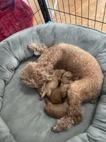 Rose, a female Cavapoo for sale in Lake Orion, MI – Photo 8 of 9