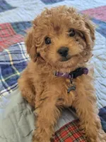 Rose, a female Cavapoo for sale in Lake Orion, MI – Photo 4 of 9