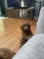 Rose, a female Cavapoo for sale in Lake Orion, MI – Photo 7 of 9