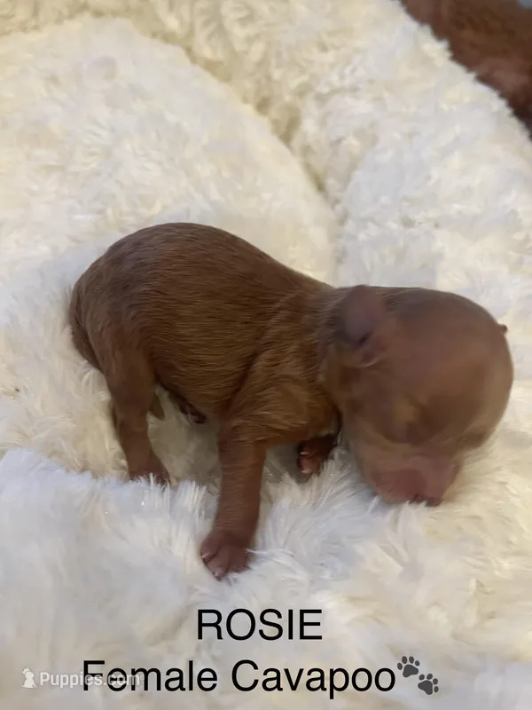 Rosie – Cavapoo puppy for sale in Lake Orion, MI