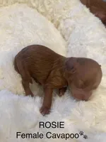 Rosie, a female Cavapoo for sale in Lake Orion, MI – Photo 1 of 4