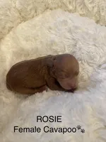 Rosie, a female Cavapoo for sale in Lake Orion, MI – Photo 2 of 4