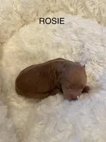 Rosie, a female Cavapoo for sale in Lake Orion, MI – Photo 3 of 4