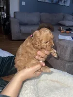 Pinky, a female Cavapoo for sale in Lake Orion, MI – Photo 4 of 6