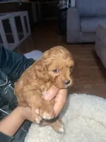 Pinky, a female Cavapoo for sale in Lake Orion, MI – Photo 3 of 6