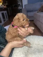 Pinky, a female Cavapoo for sale in Lake Orion, MI – Photo 2 of 6