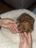 Pinky, a female Cavapoo for sale in Lake Orion, MI – Photo 5 of 6