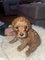 Pinky, a female Cavapoo for sale in Lake Orion, MI – Photo 1 of 6