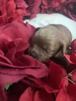 Baby, a female Cavapoo for sale in Lake Orion, MI – Photo 2 of 10