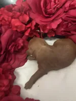 Baby, a female Cavapoo for sale in Lake Orion, MI – Photo 6 of 10