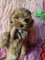 Bambi's green boy , a male Maltipoo and Maltese for sale in Conway, SC – Photo 2 of 4