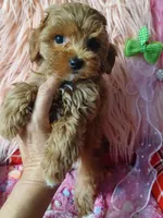 Bambi's green boy , a male Maltipoo and Maltese for sale in Conway, SC – Photo 3 of 4