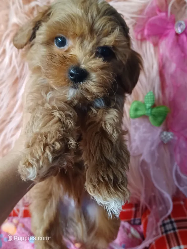 Bambi's green boy  – Maltipoo, Maltese puppy for sale in Conway, SC