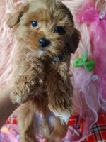 Bambi's green boy , a male Maltipoo and Maltese for sale in Conway, SC – Photo 1 of 4