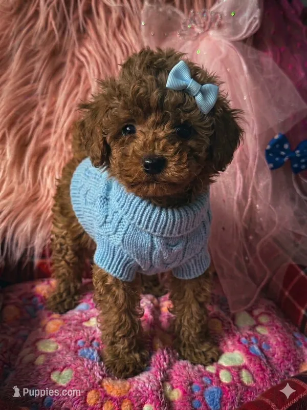 Daisy’s blue boy – Maltipoo, Poodle - Toy  puppy for sale in Conway, SC