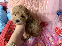 Lucy’s green boy, a male Maltipoo and Poodle - Toy  for sale in Conway, SC – Photo 5 of 5