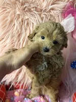 Lucy’s green boy, a male Maltipoo and Poodle - Toy  for sale in Conway, SC – Photo 4 of 5