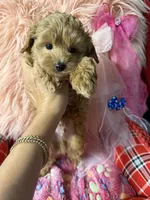 Lucy’s green boy, a male Maltipoo and Poodle - Toy  for sale in Conway, SC – Photo 2 of 5