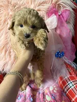 Lucy’s green boy, a male Maltipoo and Poodle - Toy  for sale in Conway, SC – Photo 3 of 5