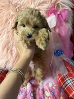Lucy’s green boy, a male Maltipoo and Poodle - Toy  for sale in Conway, SC – Photo 1 of 5