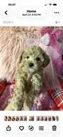 Bella, a female Maltipoo for sale in Conway, SC – 4 of 4
