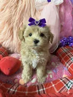 Chloe’s purple boy on hold, a male Maltipoo and Maltese for sale in Conway, SC – 5 of 5