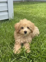 Bella, a female Maltipoo for sale in Conway, SC – 2 of 4