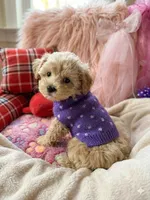 Chloe’s purple boy on hold, a male Maltipoo and Maltese for sale in Conway, SC – 2 of 5