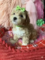 Chloe’s green boy, a male Maltipoo and Maltese for sale in Conway, SC – 4 of 4