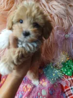 Jazz's green boy (sold), a male Maltipoo for sale in Conway, SC – Photo 2 of 4